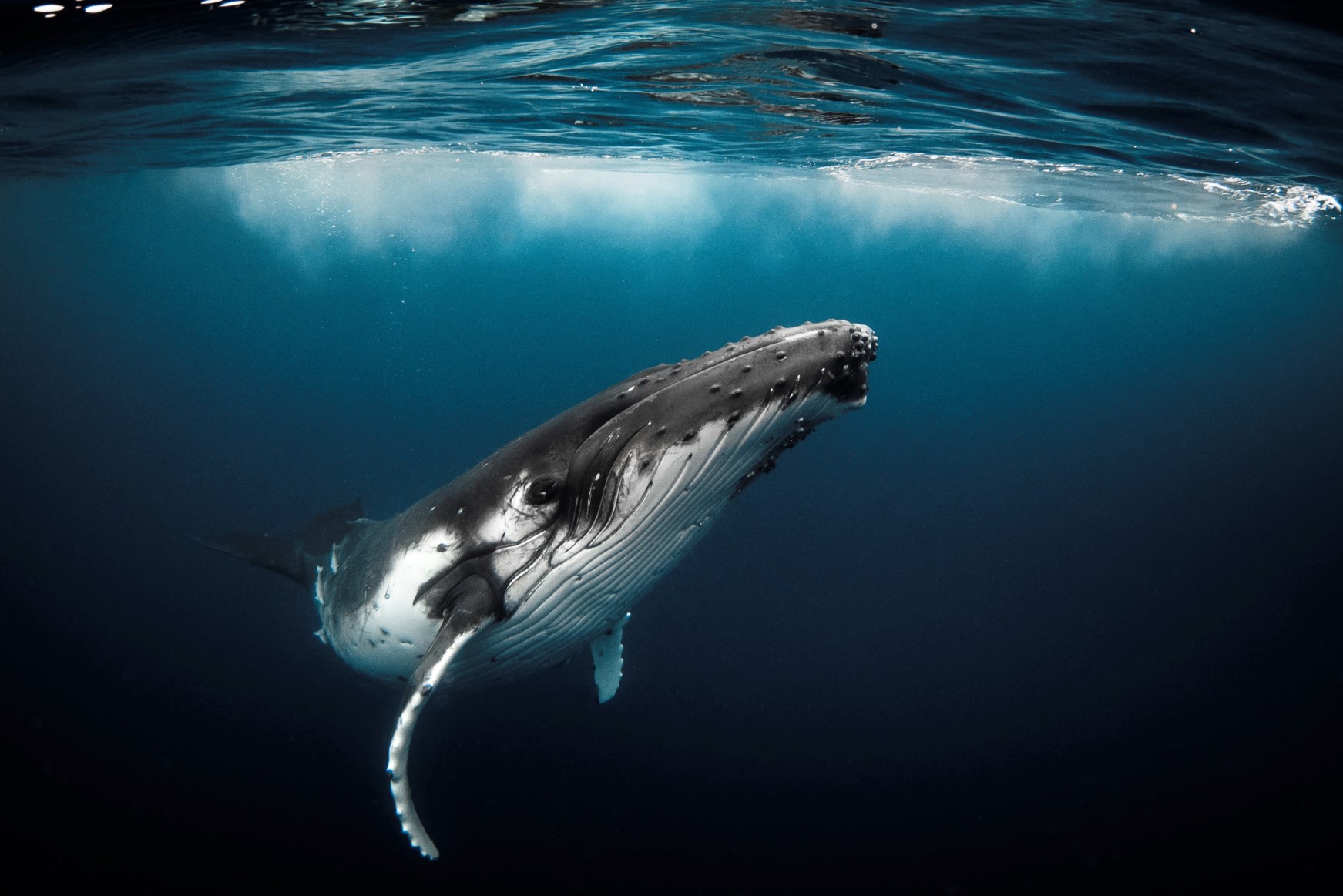 OCEAN PROTECTION:                                                          LOOKING BACK AT LA BALEINE