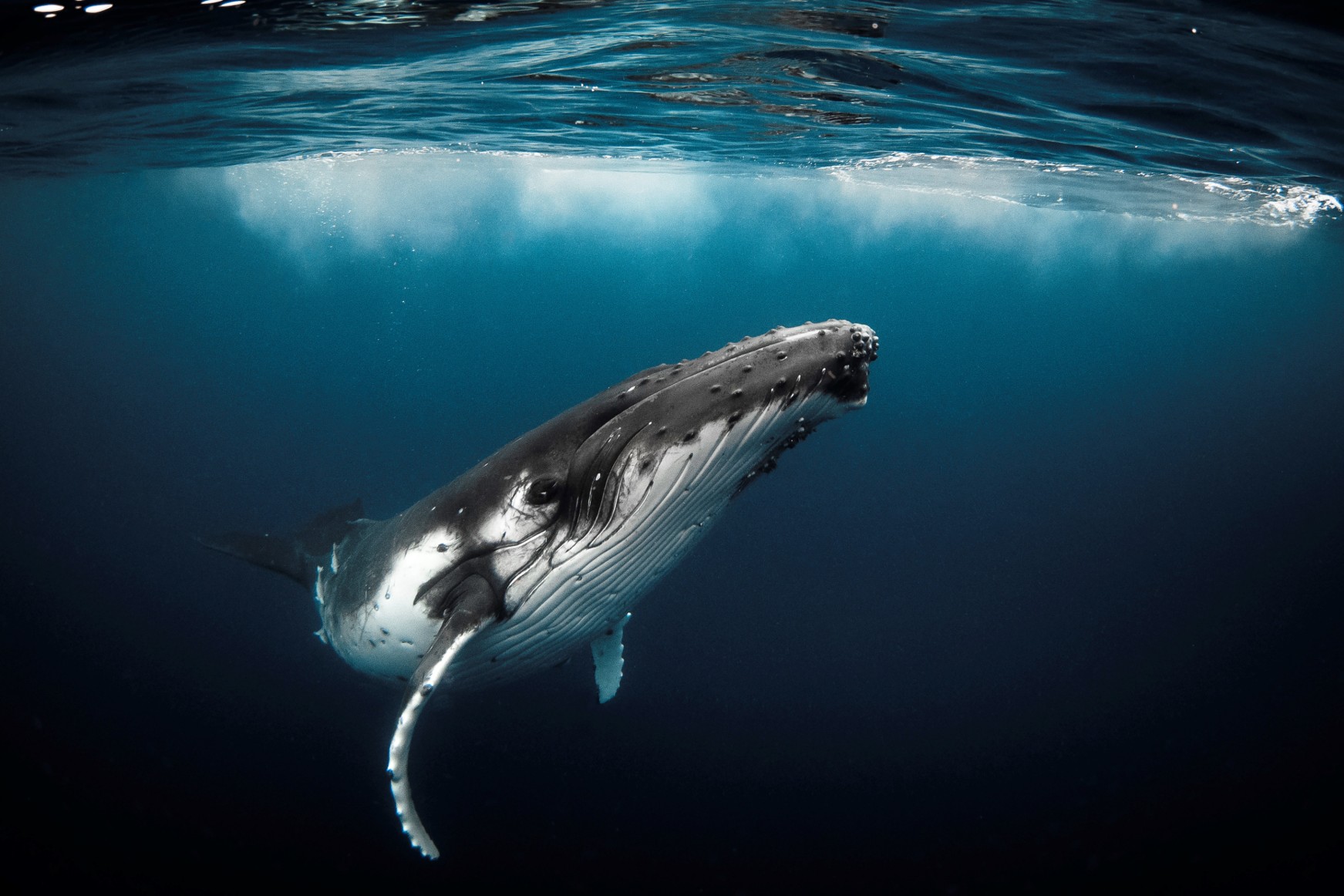PROTECTION DES OCÉANS : RETOUR SUR LA BALEINE